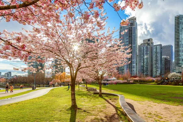 stock image Cherry Blossom in Downtown Vancouver, British Columbia, Canada. Cloudy Rainy Day in the City.