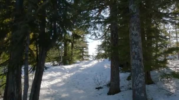 Sendero Cubierto Nieve Durante Soleado Día Primavera Squamish Columbia Británica — Vídeo de stock
