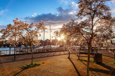 Cherry Blossom False Creek, Vancouver, British Columbia, Kanada 'da. Şehirde Bulutlu Günbatımı Gökyüzü.