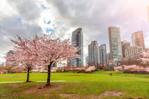 Cherry Blossom Downtown Vancouver British Columbia Canada Cloudy Rainy Day — Stock Photo, Image
