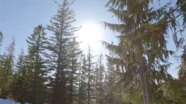 Yürüyüş yolu güneşli bahar gününde karla kaplı. Squamish, British Columbia, Kanada.