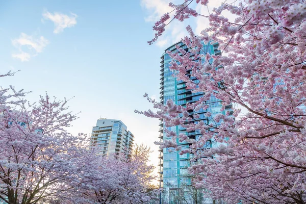 加拿大不列颠哥伦比亚省温哥华市中心False Creek的Cherry Blossom 市里乌云密布的落日 — 图库照片