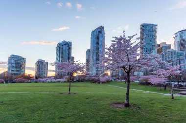 Cherry Blossom False Creek, Vancouver, British Columbia, Kanada 'da. Şehirde Bulutlu Günbatımı Gökyüzü.