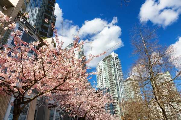 加拿大不列颠哥伦比亚省温哥华市中心的Cherry Blossom城中的艳阳天 — 图库照片
