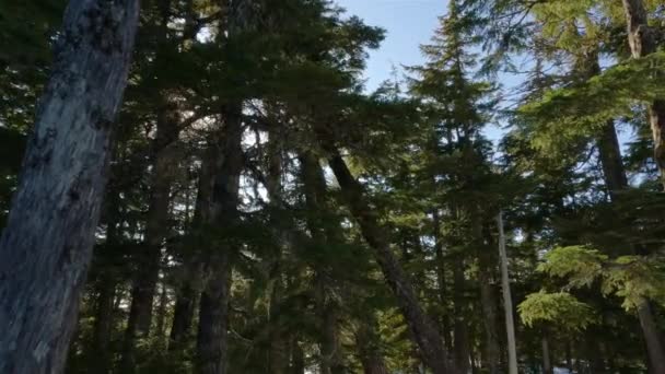 Sentiero Escursionistico Coperto Neve Durante Sunny Spring Day Squamish Columbia — Video Stock