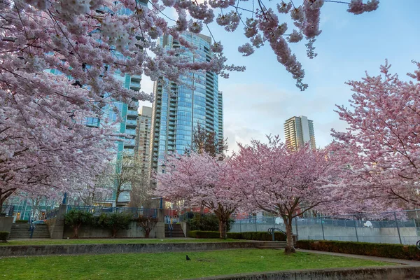 Cherry Blossom False Creek Centrala Vancouver British Columbia Kanada Molnigt — Stockfoto