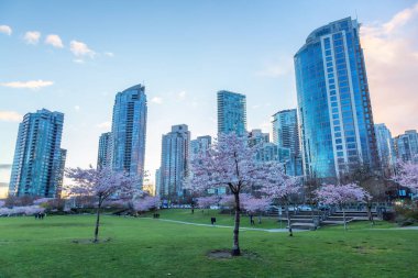 Cherry Blossom False Creek, Vancouver, British Columbia, Kanada 'da. Şehirde Bulutlu Günbatımı Gökyüzü.