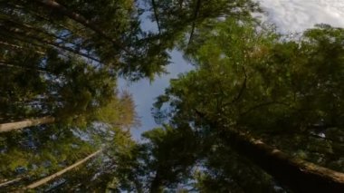 Sasamat Gölü 'nde Sunny Evening sırasında ormanda Manzaralı Yürüyüş Patikası, Kanada Doğa. Port Moody, Vancouver, BC, Kanada 'da. Yukarıya Bakma