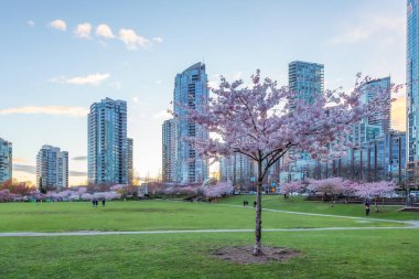 Cherry Blossom False Creek, Vancouver, British Columbia, Kanada 'da. Şehirde Bulutlu Günbatımı Gökyüzü.