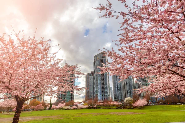 Cherry Blossom Nel Centro Vancouver British Columbia Canada Giornata Nuvolosa — Foto Stock