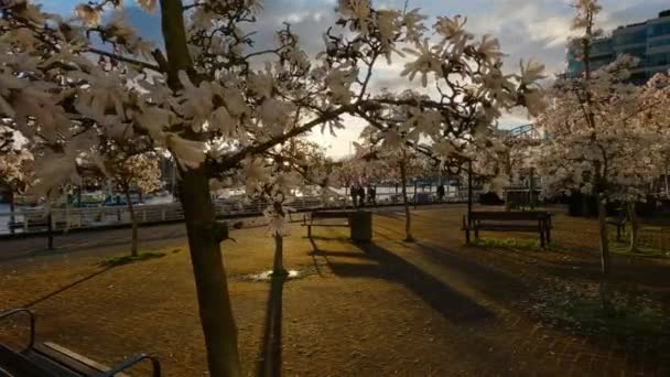 Cherry Blossom False Creek Centro Vancouver Columbia Británica Canadá Cielo — Vídeos de Stock
