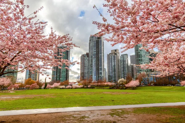 stock image Cherry Blossom in Downtown Vancouver, British Columbia, Canada. Cloudy Rainy Day in the City.