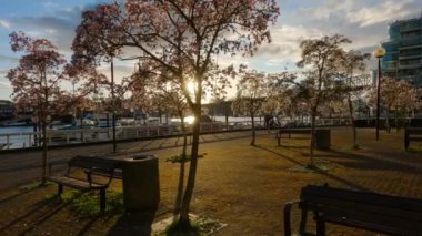 Cherry Blossom False Creek, Vancouver, British Columbia, Kanada 'da. Şehirde Bulutlu Günbatımı Gökyüzü.