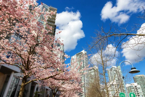 Cherry Blossom Centrala Vancouver British Columbia Kanada Solig Dag Staden — Stockfoto