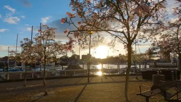 加拿大不列颠哥伦比亚省温哥华市中心False Creek的Cherry Blossom 市里乌云密布的落日 — 图库视频影像