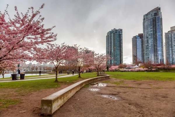 カナダのブリティッシュコロンビア州バンクーバーのダウンタウンにある桜 市内の曇りの雨の日 — ストック写真