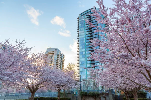 加拿大不列颠哥伦比亚省温哥华市中心False Creek的Cherry Blossom 市里乌云密布的落日 — 图库照片