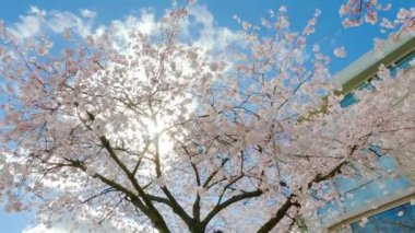 Cherry Blossom False Creek, Vancouver, British Columbia, Kanada 'da. Şehirde Bulutlu Güneşli Gökyüzü. Yavaş Hareket