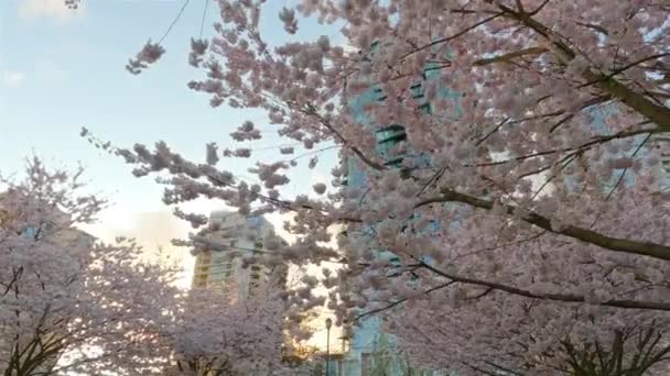 加拿大不列颠哥伦比亚省温哥华市中心False Creek的Cherry Blossom 城市里乌云密布的落日 慢动作 — 图库视频影像