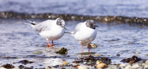 Small White Birds Pacific Ocean Coast Qualicum Beach Vancouver Island — Stock Photo, Image
