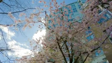 Cherry Blossom False Creek, Vancouver, British Columbia, Kanada 'da. Şehirde Bulutlu Güneşli Gökyüzü. Yavaş Hareket
