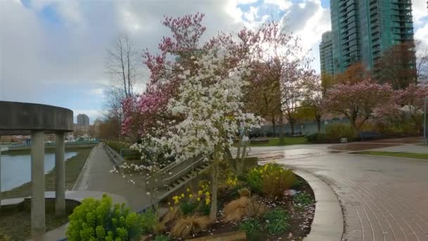 Cherry Blossom False Creek Downtown Vancouver British Columbia Canada Cloudy — Stock Video
