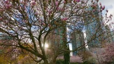 Cherry Blossom False Creek, Vancouver, British Columbia, Kanada 'da. Şehirde Bulutlu Günbatımı Gökyüzü. Yavaş Hareket