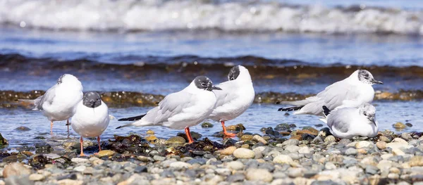 Small White Birds Pacific Ocean Coast Qualicum Beach Vancouver Island — Stock Photo, Image
