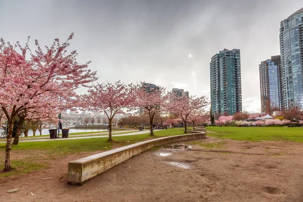 加拿大不列颠哥伦比亚省温哥华市中心的Cherry Blossom市区多云的雨天 — 图库照片