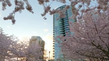 Cherry Blossom False Creek, Vancouver, British Columbia, Kanada 'da. Şehirde Bulutlu Günbatımı Gökyüzü. Yavaş Hareket