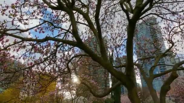 Cherry Blossom False Creek Centrala Vancouver British Columbia Kanada Molnigt — Stockvideo