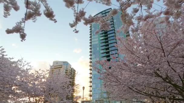 桜の偽クリーク ダウンタウンバンクーバー ブリティッシュコロンビア州 カナダ 市内の曇った夕焼け空 スローモーション — ストック動画