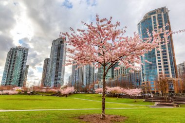 Vancouver, British Columbia, Kanada 'dan Cherry Blossom. Şehirde Bulutlu Yağmurlu Gün.