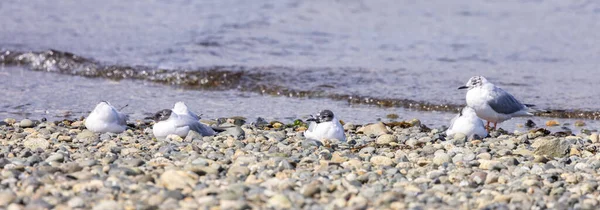 Pequenos Pássaros Brancos Costa Oceano Pacífico Qualicum Beach Vancouver Island — Fotografia de Stock