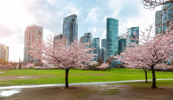 Cherry Blossom Centro Vancouver Colúmbia Britânica Canadá Dia Chuvoso Nublado — Fotografia de Stock