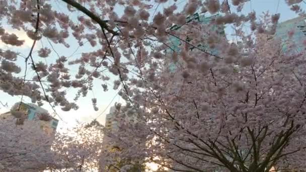 加拿大不列颠哥伦比亚省温哥华市中心False Creek的Cherry Blossom 城市里乌云密布的落日 慢动作 — 图库视频影像