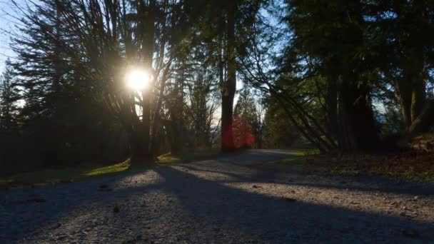 大人の白人男性に合う森の緑の木の歩道を走っています バンクーバー ブリティッシュコロンビア州 カナダのバーナビー山の上 スポーツ レクリエーション フィットネスの概念 スローモーション — ストック動画