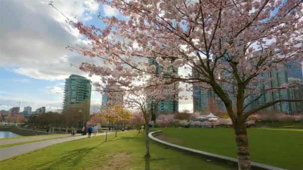 Cherry Blossom False Creek Centrala Vancouver British Columbia Kanada Molnigt — Stockvideo