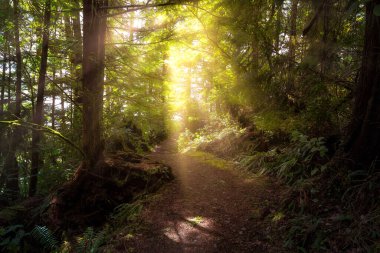 Yağmur Ormanı 'ndaki Güneş Işıklı Sihirli Yol. Ucluelet, Vancouver Adası, British Columbia, Kanada 'da çekilmiş. Sanatsal Yapılandırma.