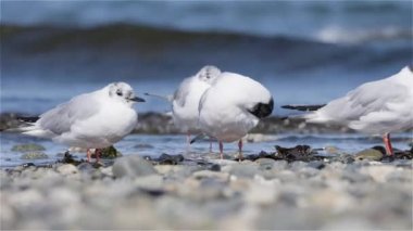 Pasifik Okyanusu kıyısındaki küçük beyaz kuşlar. Qualicum Sahili, Vancouver Adası, British Columbia, Kanada. Yavaş Hareket