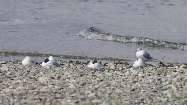 Pequeñas Aves Blancas Costa Del Océano Pacífico Qualicum Beach Isla — Vídeos de Stock