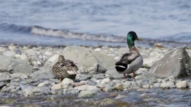 Vahşi Ördek, Mallard, Pasifik Okyanusu kıyısında. Qualicum Sahili, Vancouver Adası, British Columbia, Kanada. Yavaş Hareket