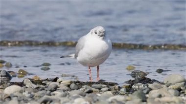 Pasifik Okyanusu kıyısındaki küçük beyaz kuşlar. Qualicum Sahili, Vancouver Adası, British Columbia, Kanada. Yavaş Hareket