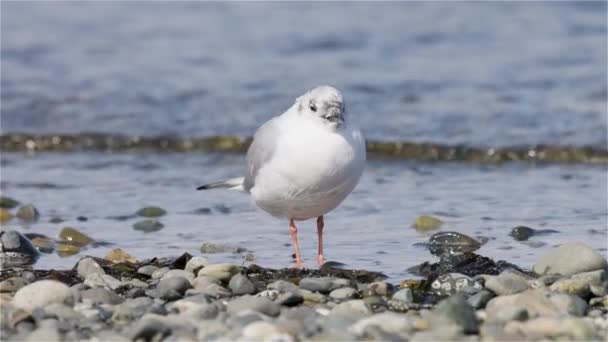 Pequenos Pássaros Brancos Costa Oceano Pacífico Qualicum Beach Vancouver Island — Vídeo de Stock