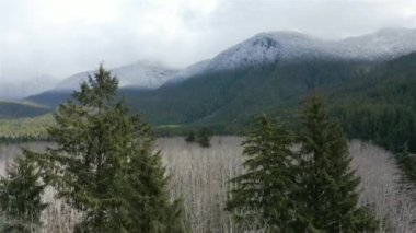 Kanada Dağ Manzarası ve Ağaçları Hava Manzarası. Vancouver Adası, British Columbia, Kanada 'da çekilmiş. Doğa Arkaplanı. Sinematik