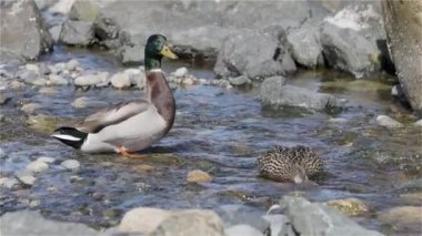 Vahşi Ördek, Mallard, Pasifik Okyanusu kıyısındaki bir nehirde. Qualicum Sahili, Vancouver Adası, British Columbia, Kanada. Yavaş Hareket