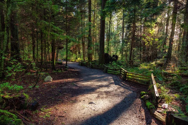 雨林中的风景小径 绿树成荫 阳光普照季节 加拿大不列颠哥伦比亚省西温哥华灯塔公园 — 图库照片