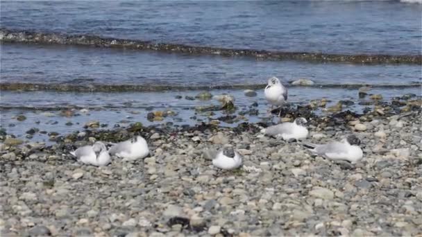 Pequenos Pássaros Brancos Costa Oceano Pacífico Qualicum Beach Vancouver Island — Vídeo de Stock