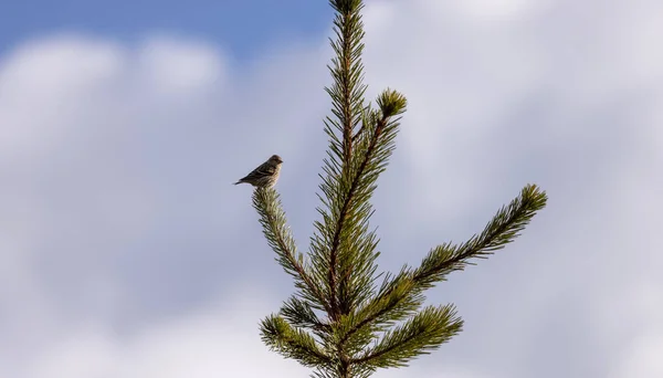 Malý Ptáček Sedí Větvi Stromu Zasněženými Horami Pozadí Dlaždicové Britská — Stock fotografie