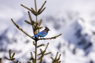 Arka planda kar dağları olan bir ağaç dalında oturan Mavi Kuş. Squamish, British Columbia, Kanada.